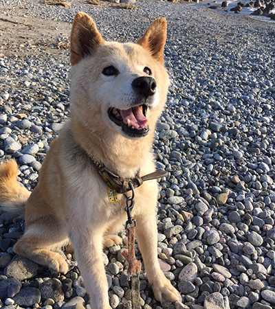 千葉県の犬