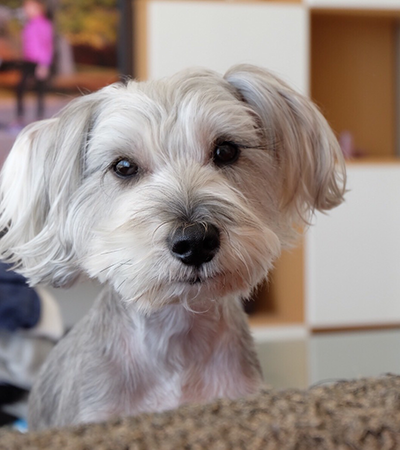 新潟県の犬2