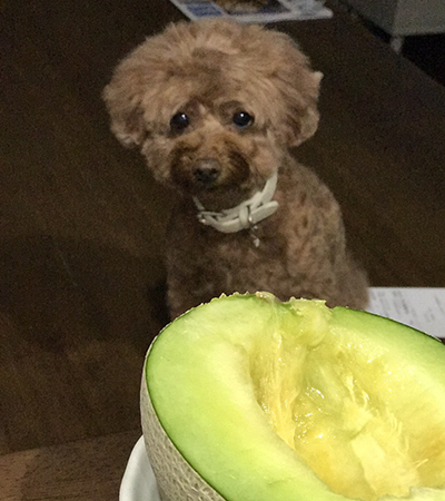 北海道札幌市の犬