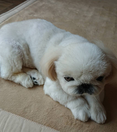 千葉県柏市の犬